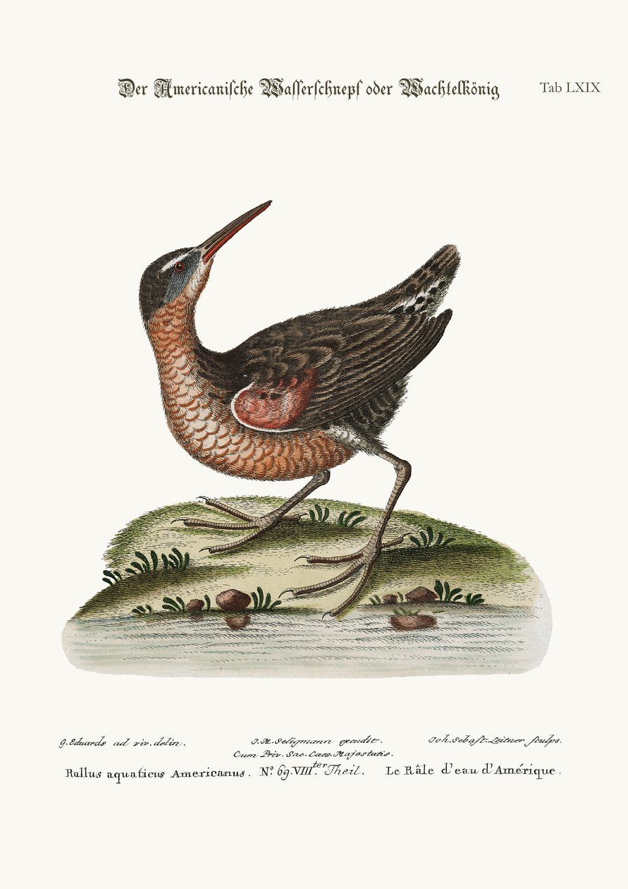 Le Râle d