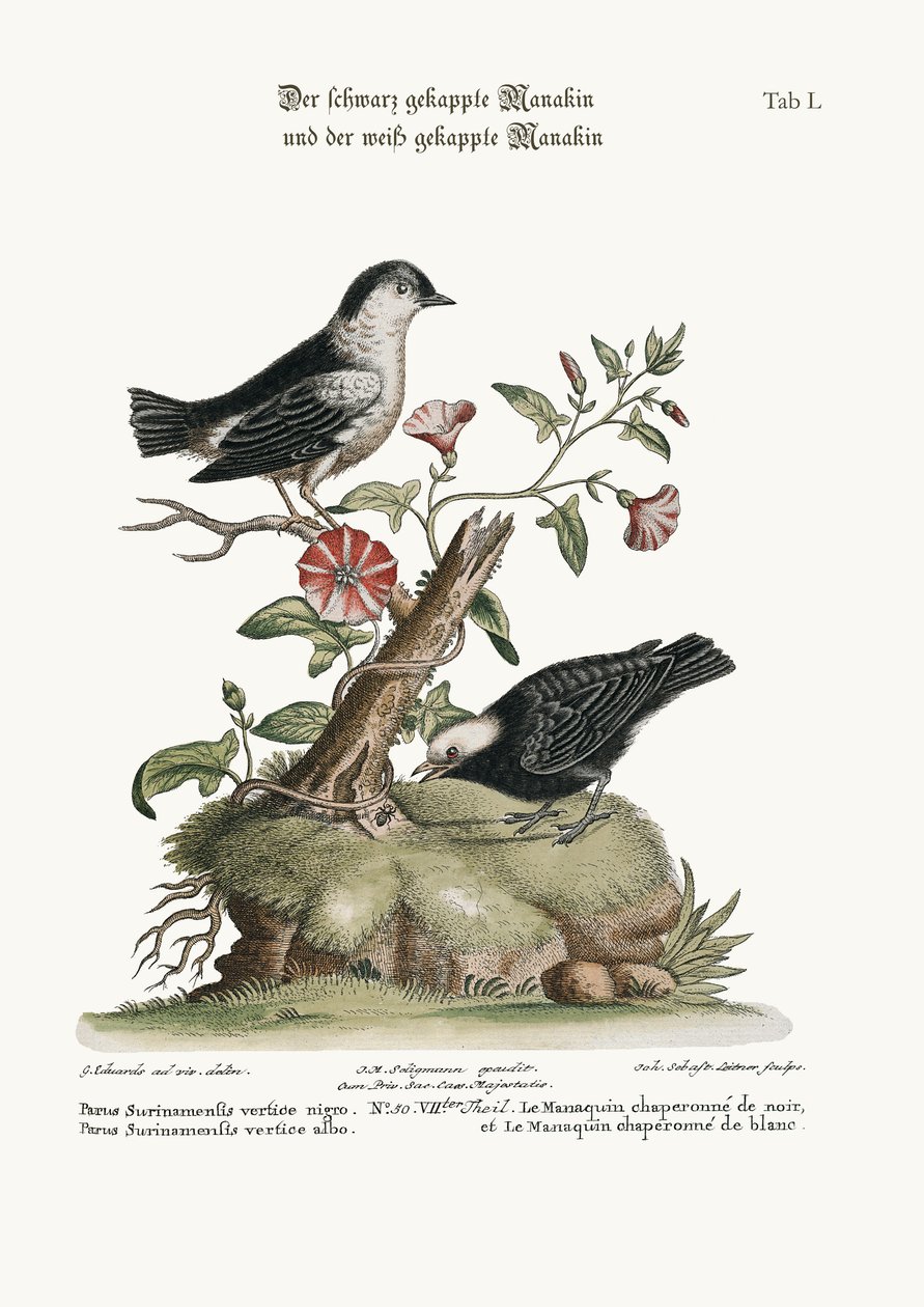 Le Manakin à tête noire et le Manakin à tête blanche, 1749-73 - George Edwards