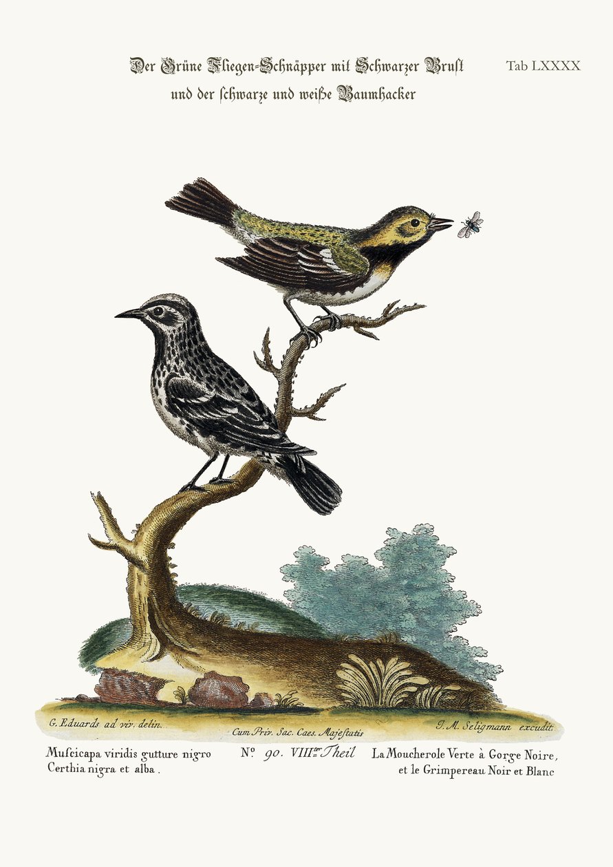 Le Moucherolle à gorge noire et le Grimpereau noir et blanc, 1749-73 - George Edwards