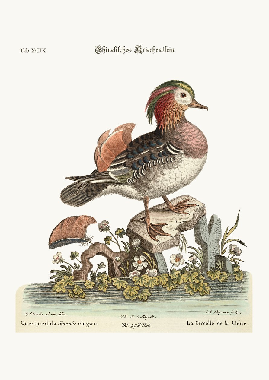 Le Canard chinois - George Edwards