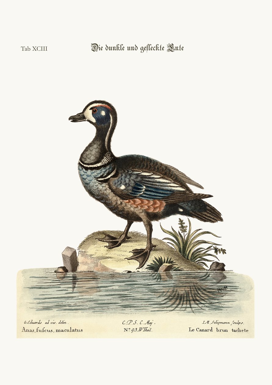 Le canard sombre et tacheté, 1749-73 - George Edwards