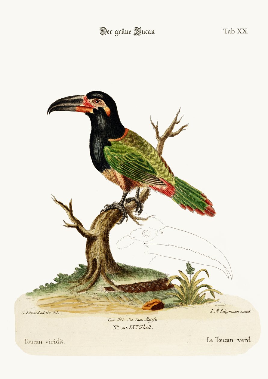 Le Toucan Vert, 1749-73 - George Edwards
