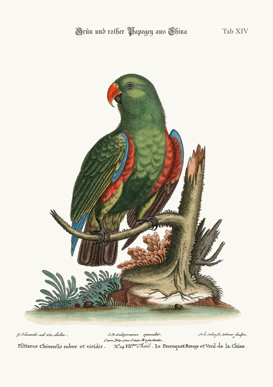 Le Perroquet Vert et Rouge de Chine, 1749-73 - George Edwards