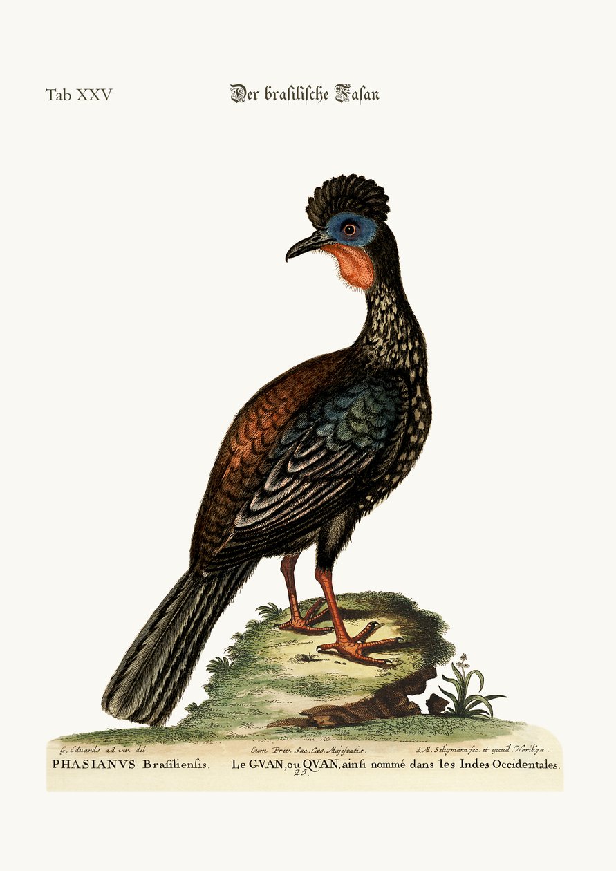 Le Quan ou Guan, 1749-73 - George Edwards