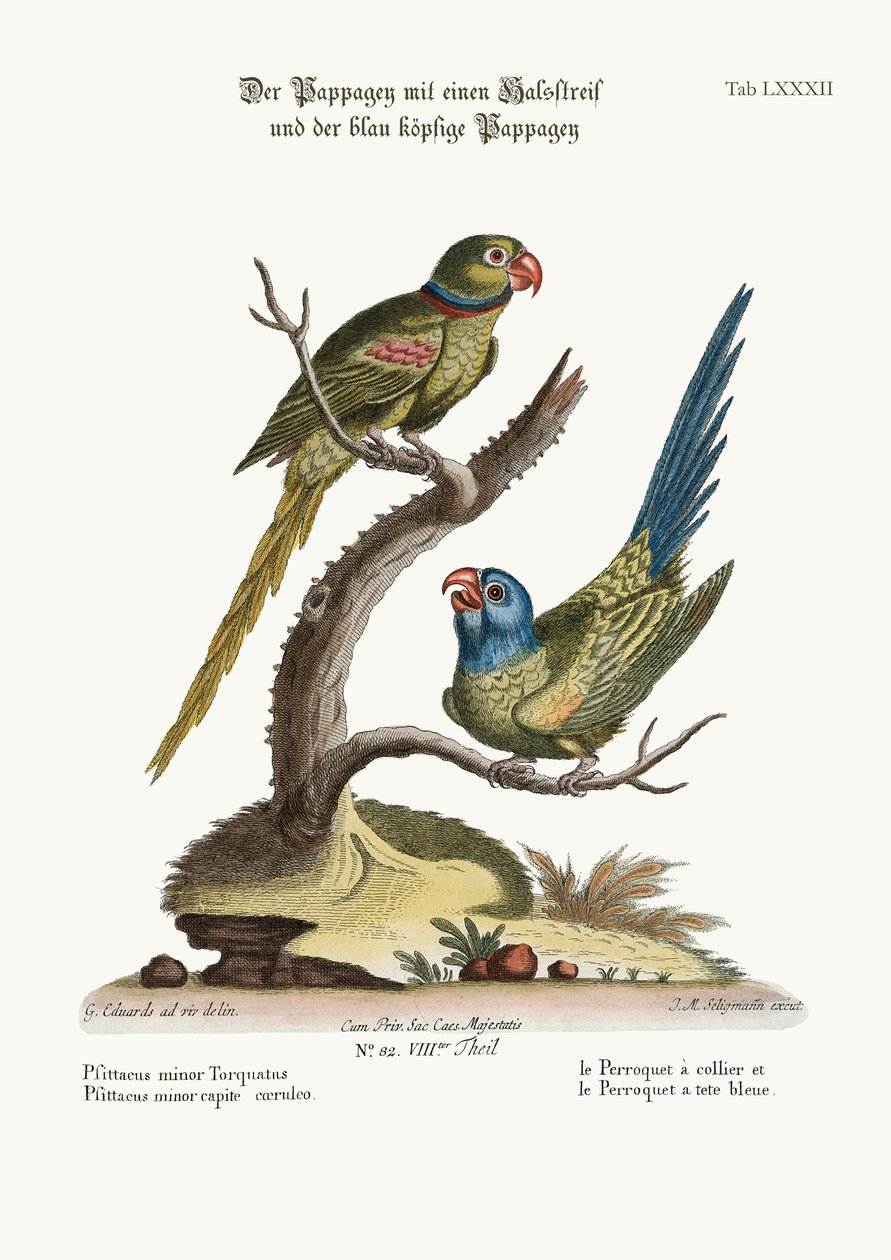 La Perruche à collier et la Perruche à tête bleue, 1749-73 - George Edwards