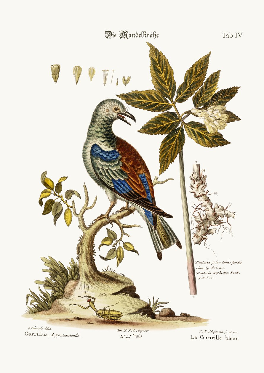 Le Rollier, 1749-73 - George Edwards
