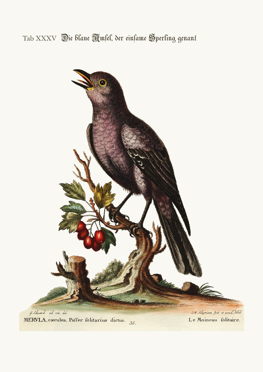 Le Moineau Solitaire, 1749-73 - George Edwards