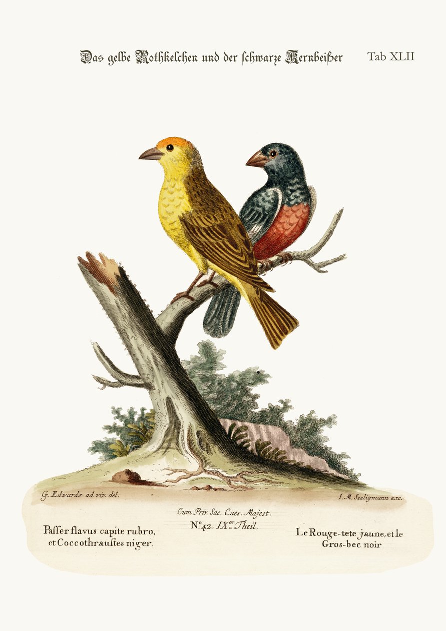 Le Chardonneret jaune et le Gros-bec noir, 1749-73 - George Edwards