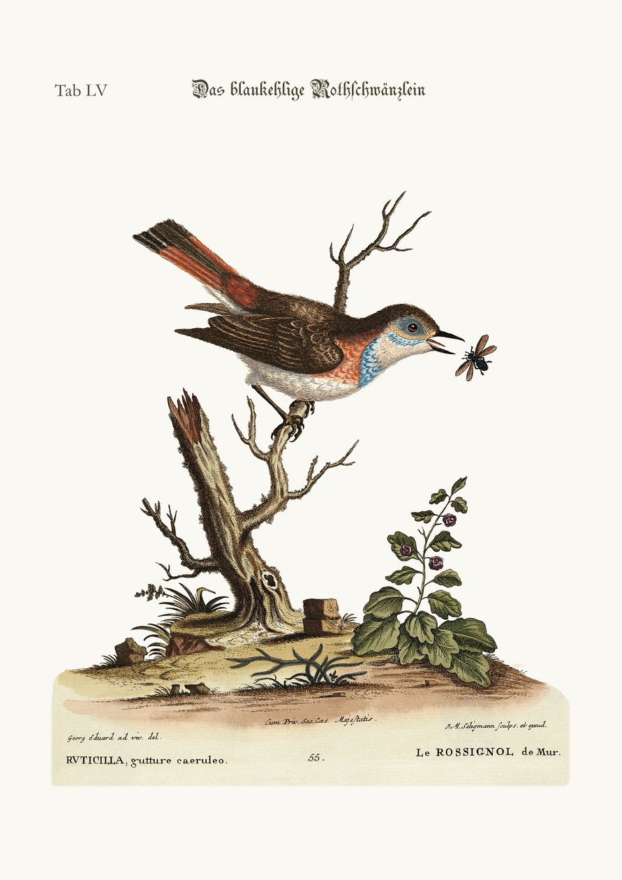 Le Rougequeue à gorge bleue, 1749-73 - George Edwards
