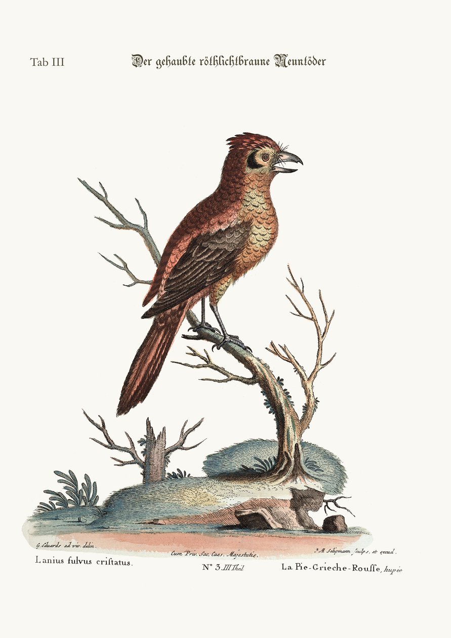 Le Butcher-Bird rouge ou russit à crête, 1749-73 - George Edwards
