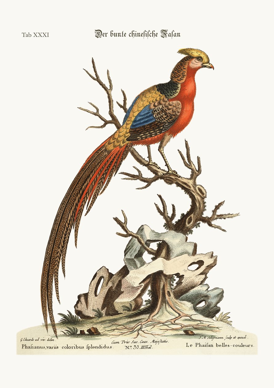 Le faisan peint de Chine, 1749-73 - George Edwards