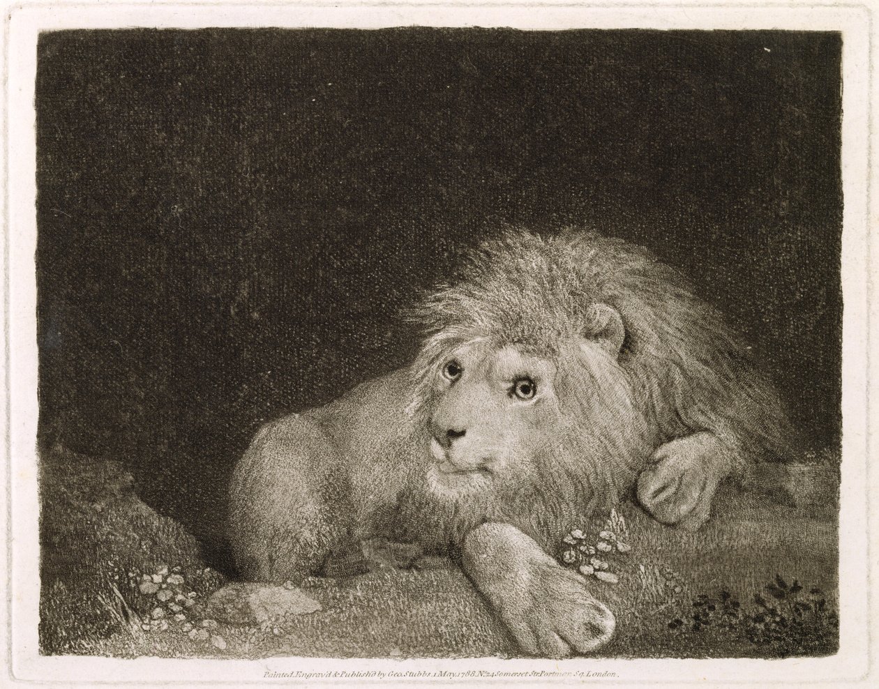 Un lion (Un lion couché) gravé par l