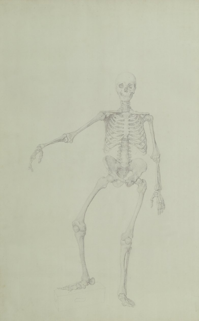 Squelette humain, vue antérieure, bras droit tendu, illustration de 