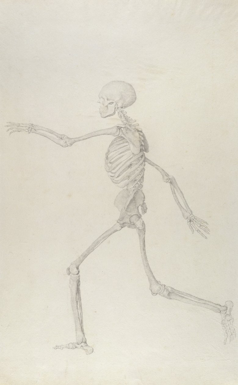 Squelette humain, vue latérale de gauche, courant, illustration de 