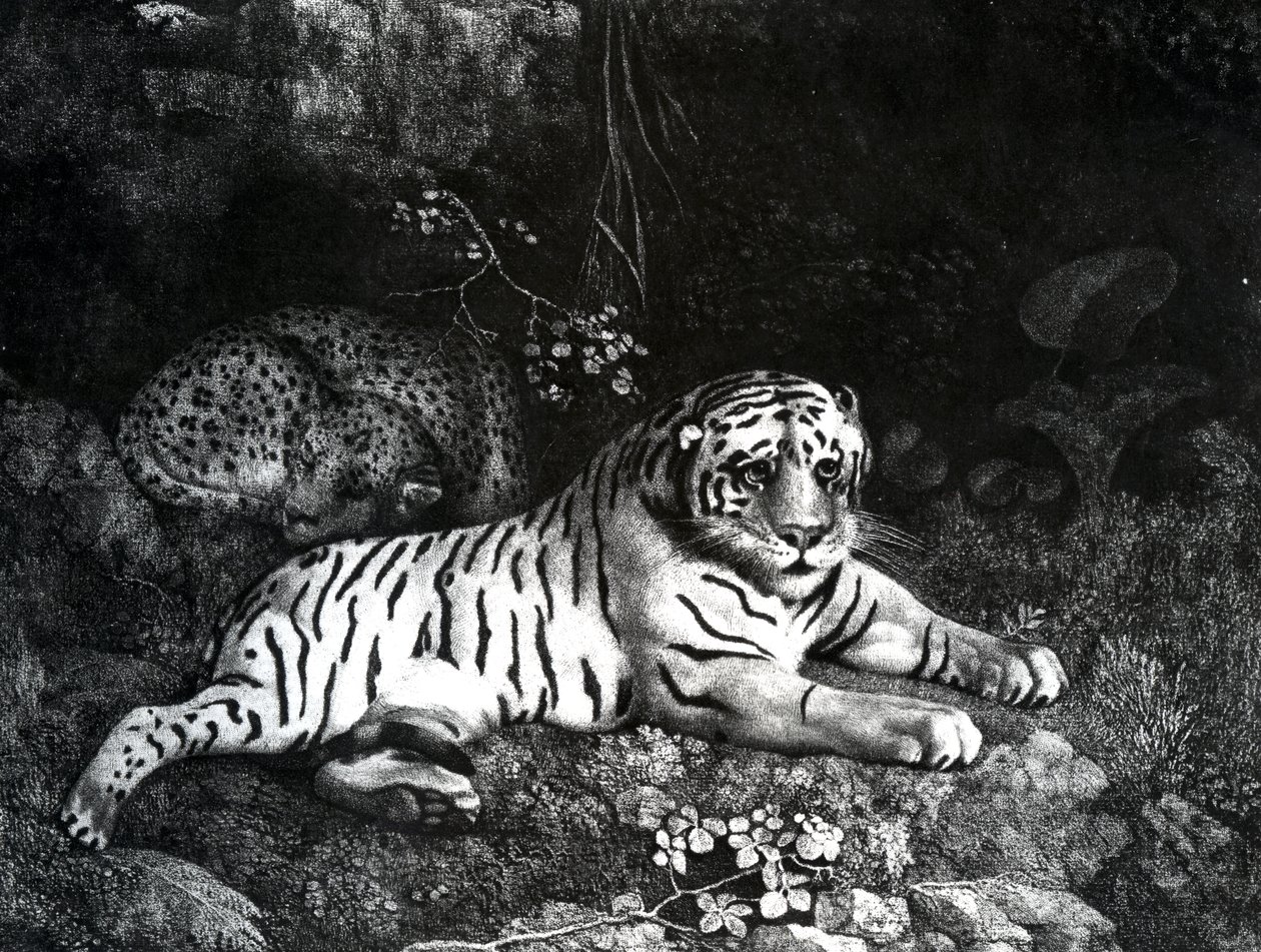 Deux tigres, 1788 - George Stubbs