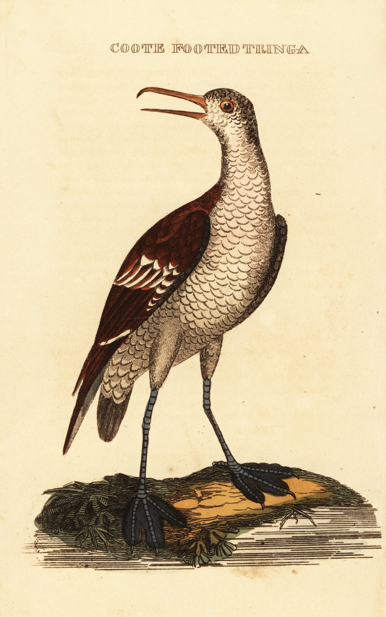 Phalarope à bec étroit, Phalaropus lobatus - George (after) Edwards