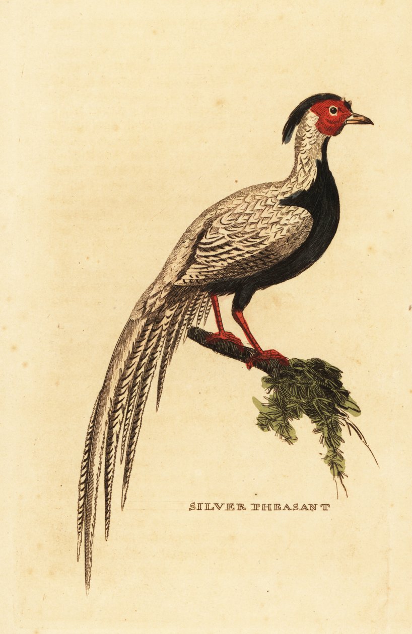 Faisan argenté, Lophura nycthemera - George (after) Edwards