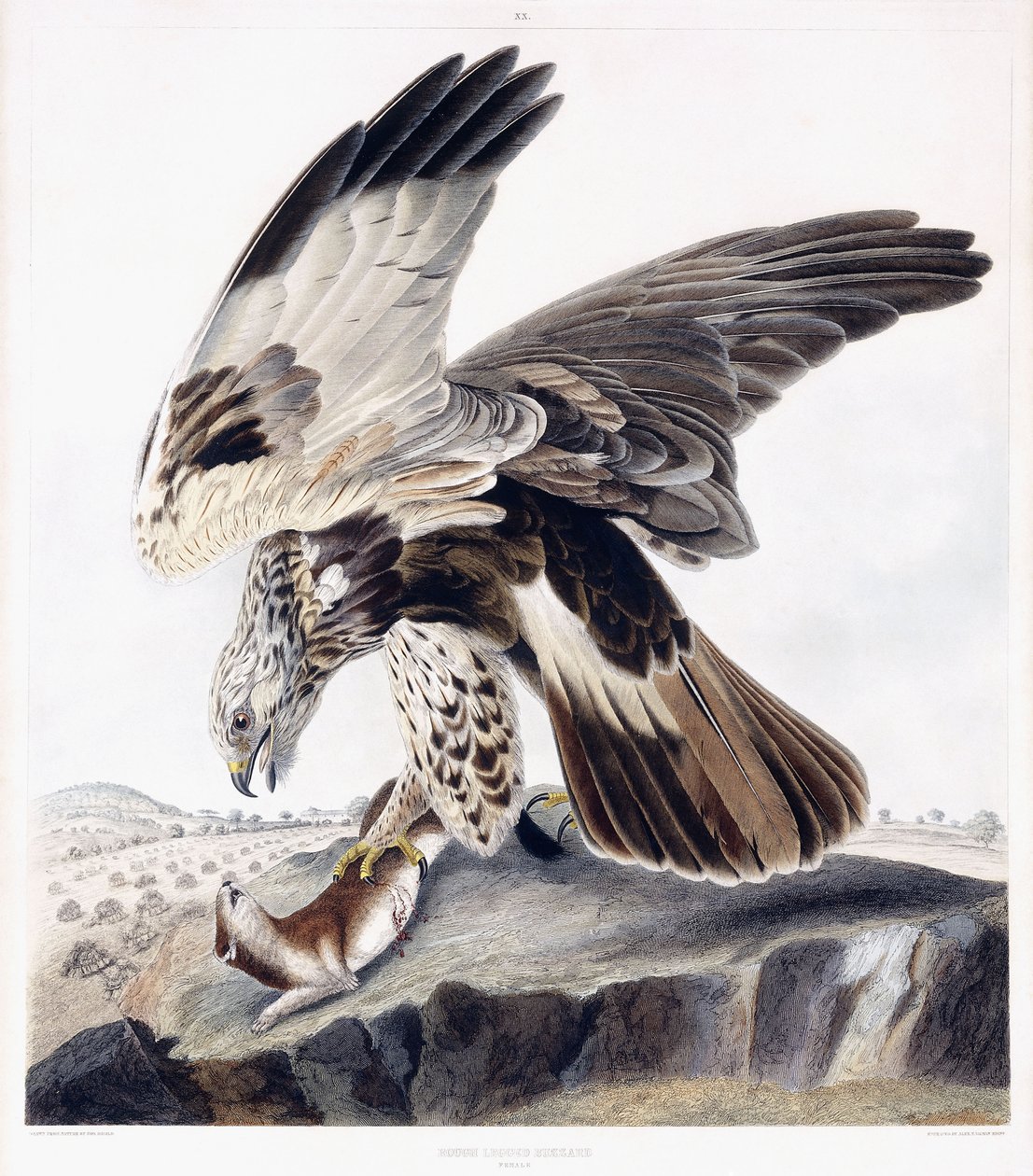 Buse Pattue (Femelle), c.1841 (gravure coloriée à la main) - George (after) Shield