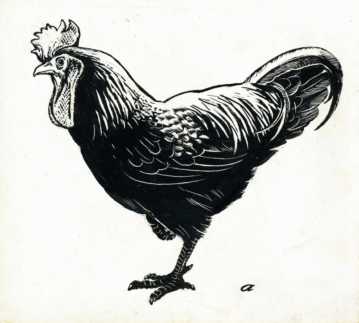 La poule - George Adamson