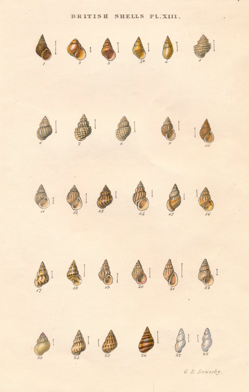 Obus britanniques, vers 1859 - George Brettingham Sowerby