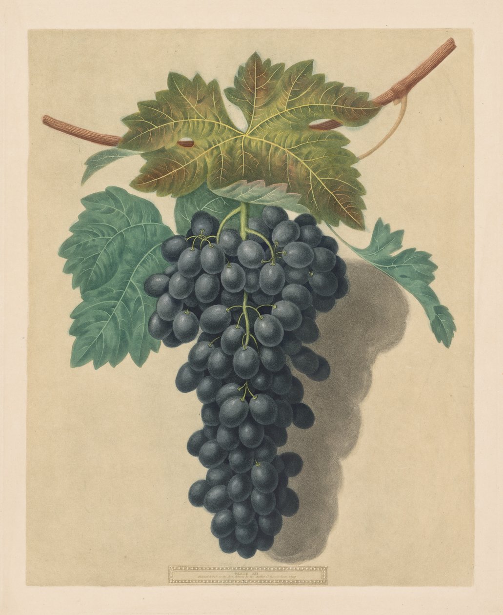 Pomona Britannica: No. 52 - Raisin Black Prince - George Brookshaw