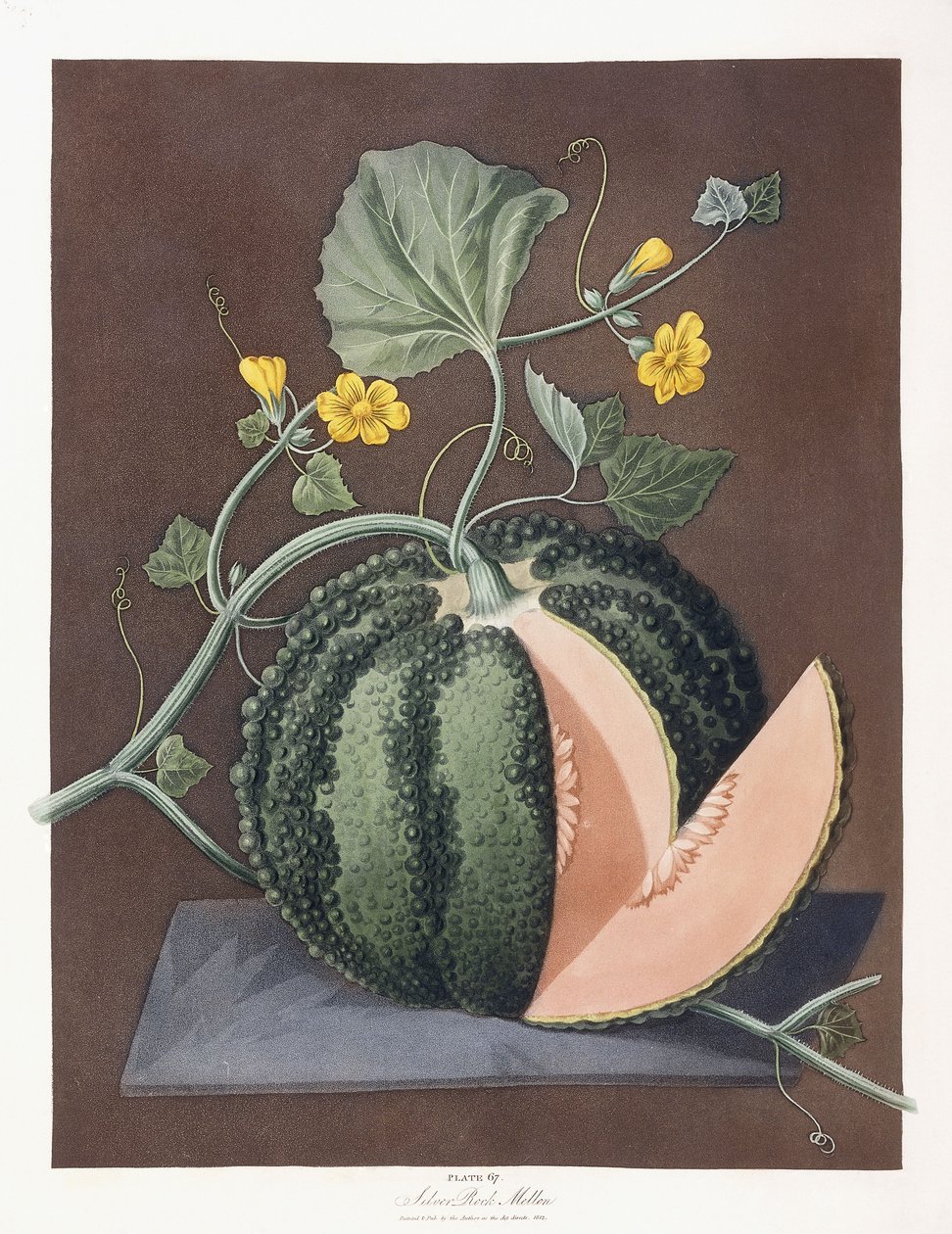 Melon argenté, 1812 - George Brookshaw