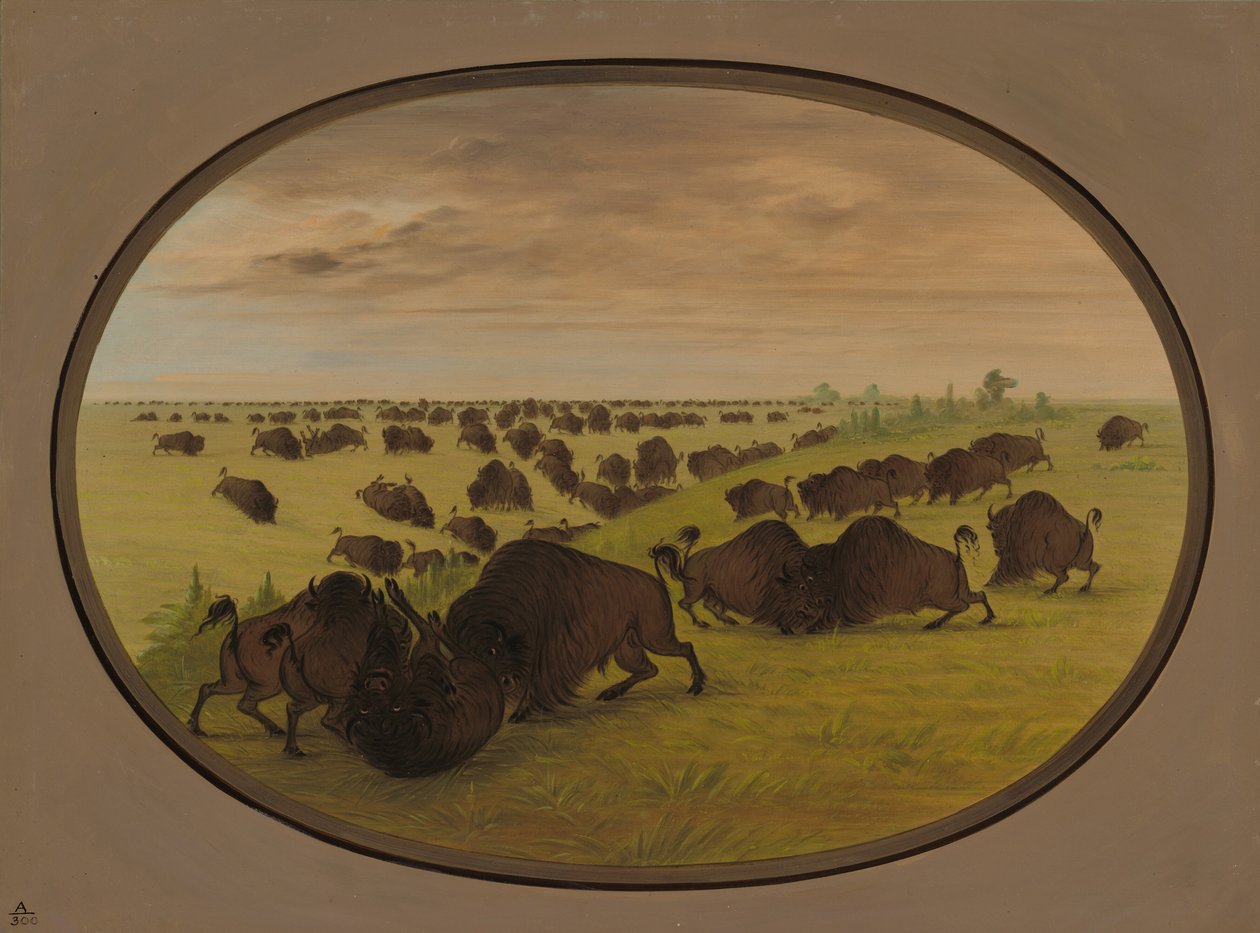 Combat de taureaux, 1861-1869 - George Catlin