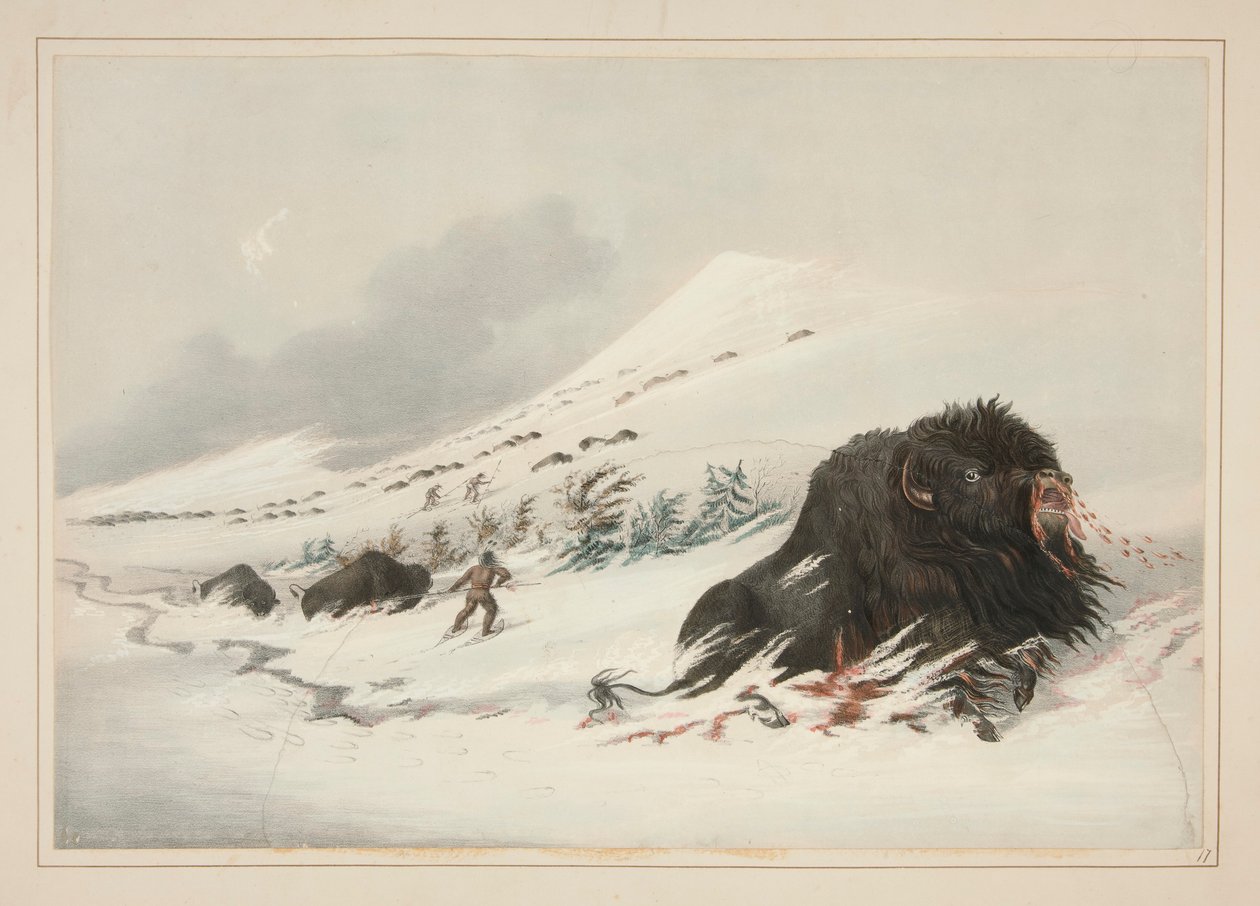 Bison mourant dans une congère, pl. 17 du Portfolio des Indiens d