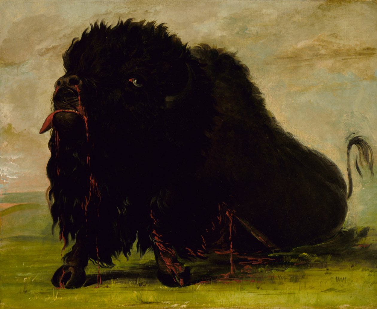 Bison mourant, frappé d