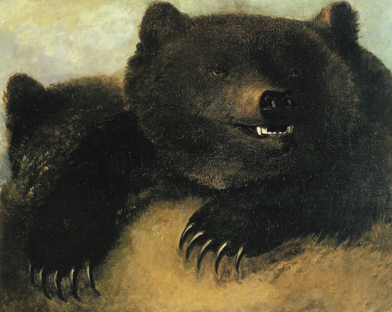Armes et physionomie du grizzli - George Catlin