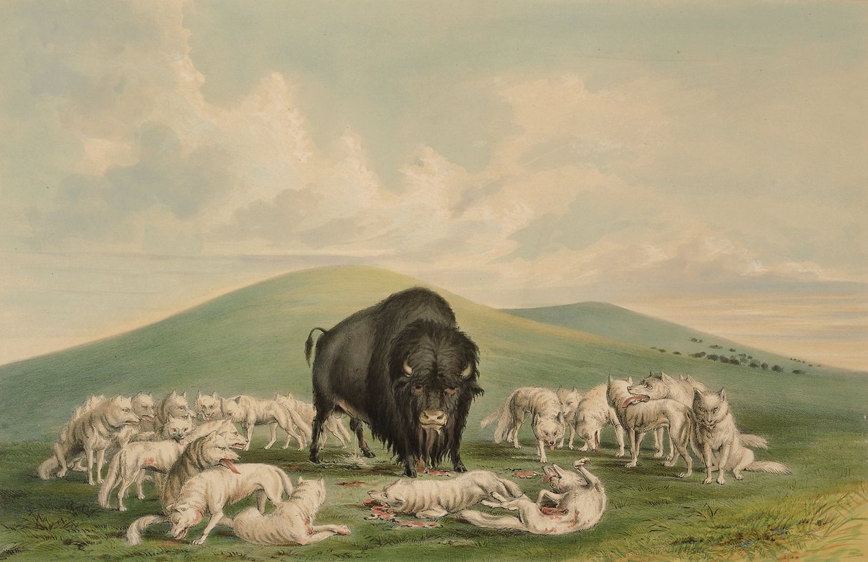 Loups blancs attaquant un bison mâle - George Catlin