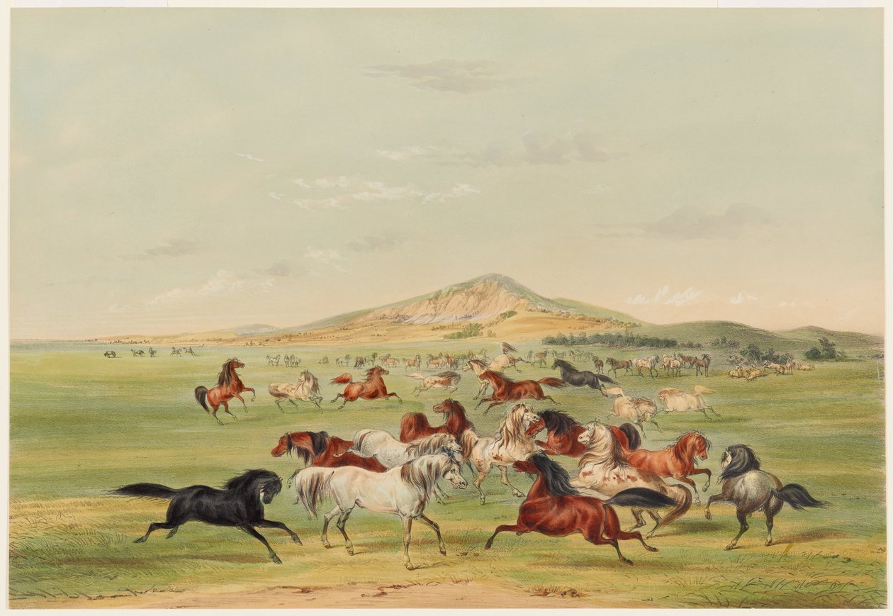 Chevaux sauvages jouant - George Catlin