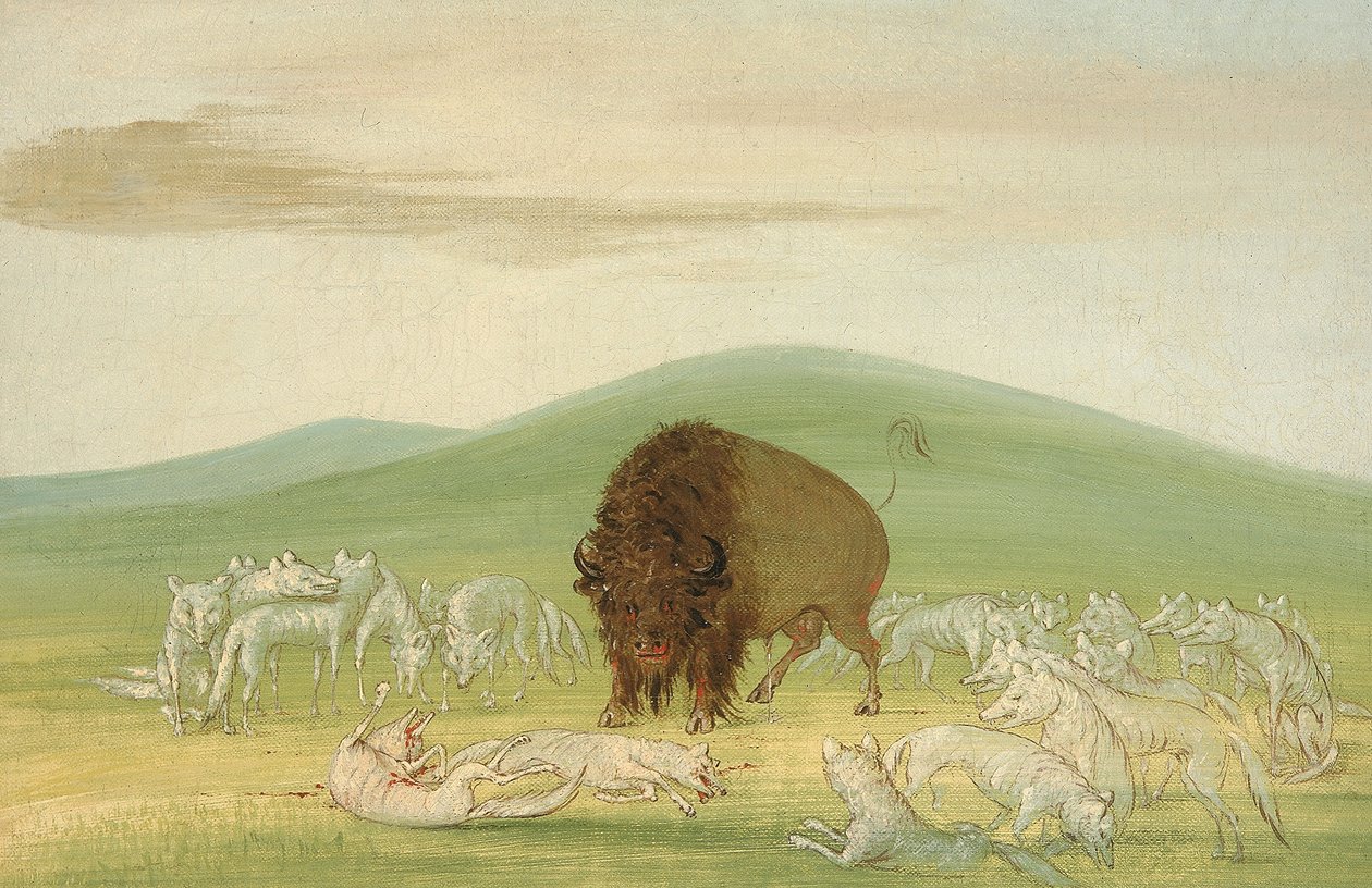 Taureau blessé entouré de loups blancs - George Catlin