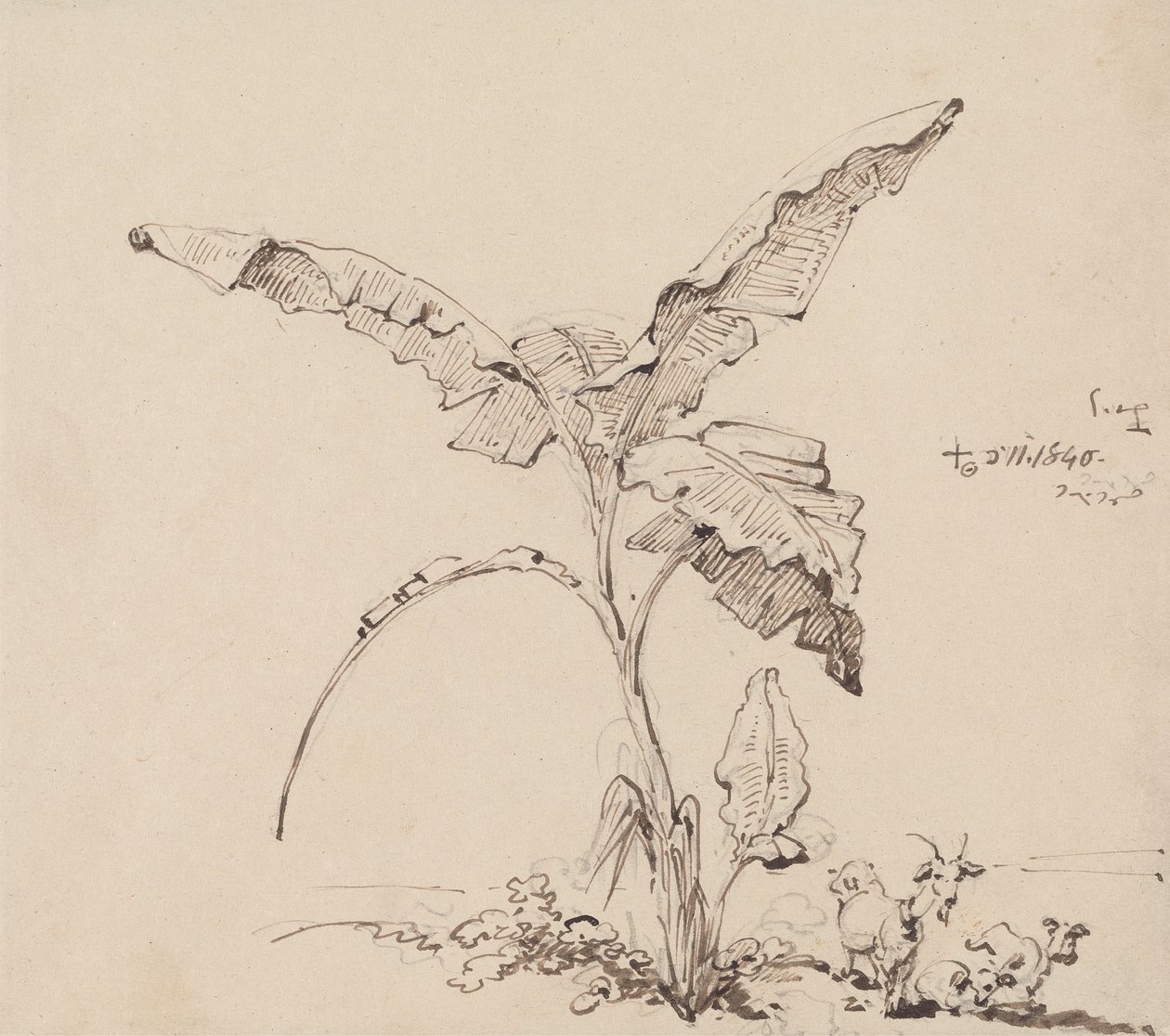 Chèvres sous un bananier - George Chinnery