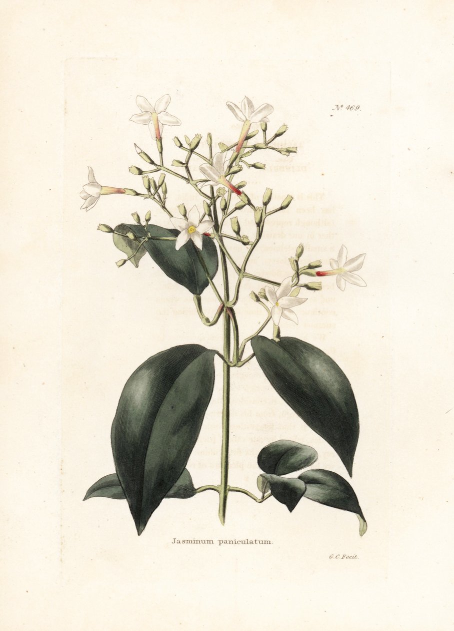 Jasmin (Jasminum paniculatum) - Lithographie de George Cooke, pour le magazine britannique Conrad Loddiges Botanical Cabinet (1738-1826) - George Cooke