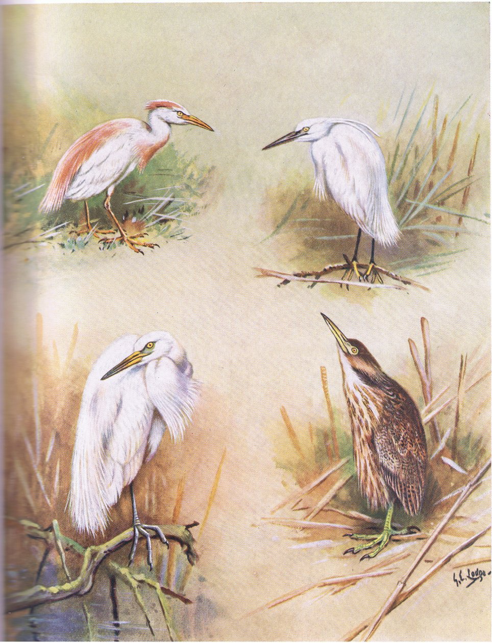 Héron cendré, Aigrette garzette, Grande Aigrette blanche, Butor d