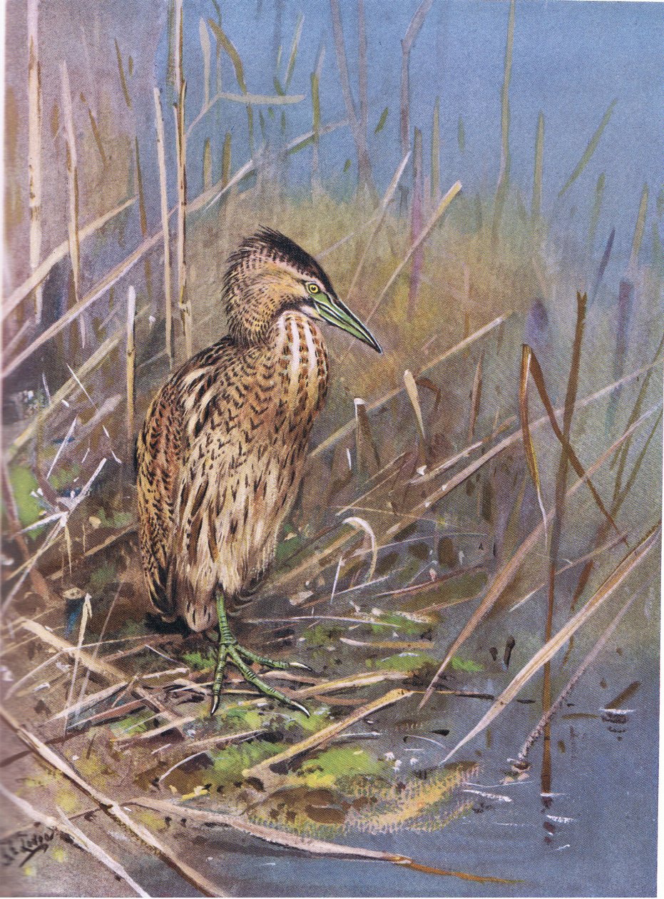 Butor européen (litho) - George Edward Lodge