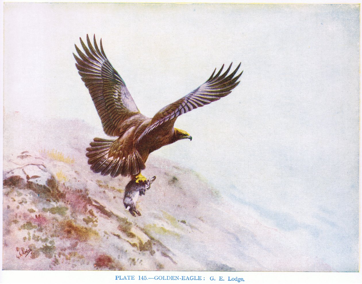 Aigle royal, illustration tirée de "British Birds" par Kirkman  Jourdain - George Edward Lodge
