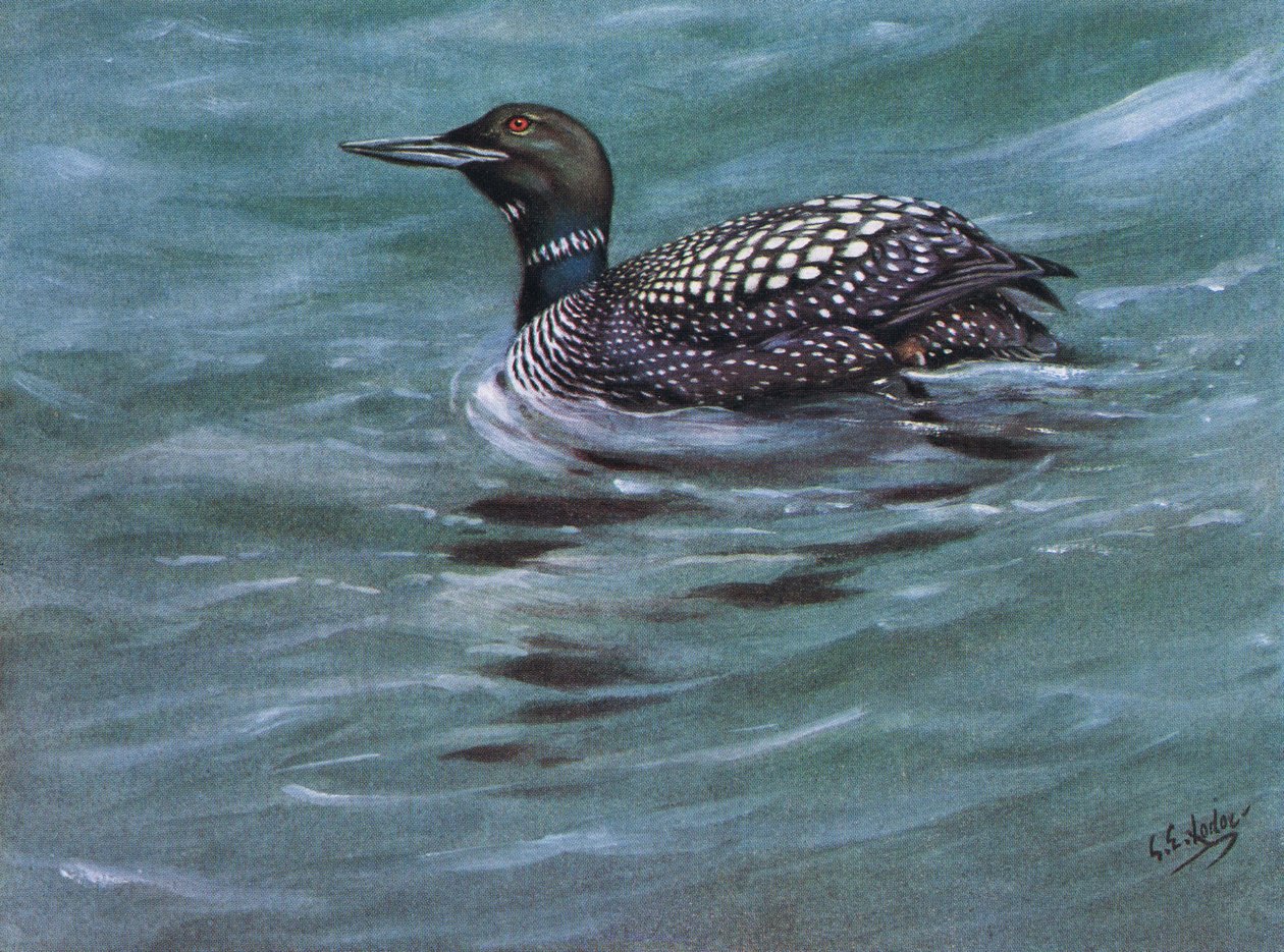 Plongeur du Grand Nord (litho) - George Edward Lodge