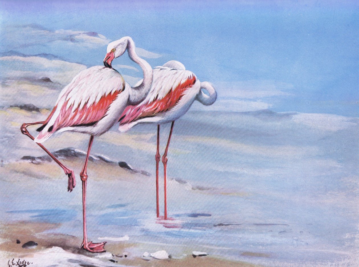 Flamant rose (lithographie) - George Edward Lodge