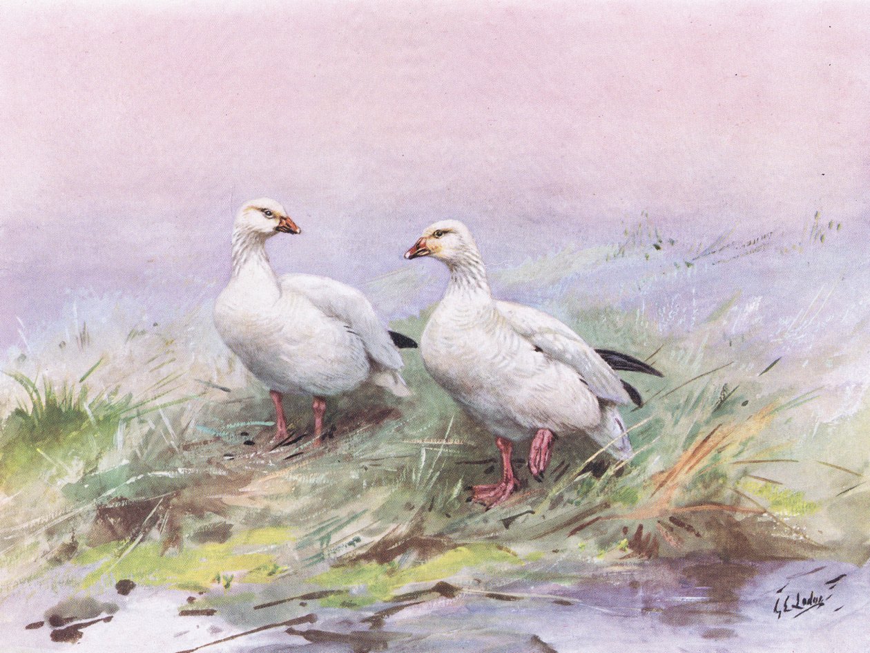 Petite Oie des neiges (litho) - George Edward Lodge