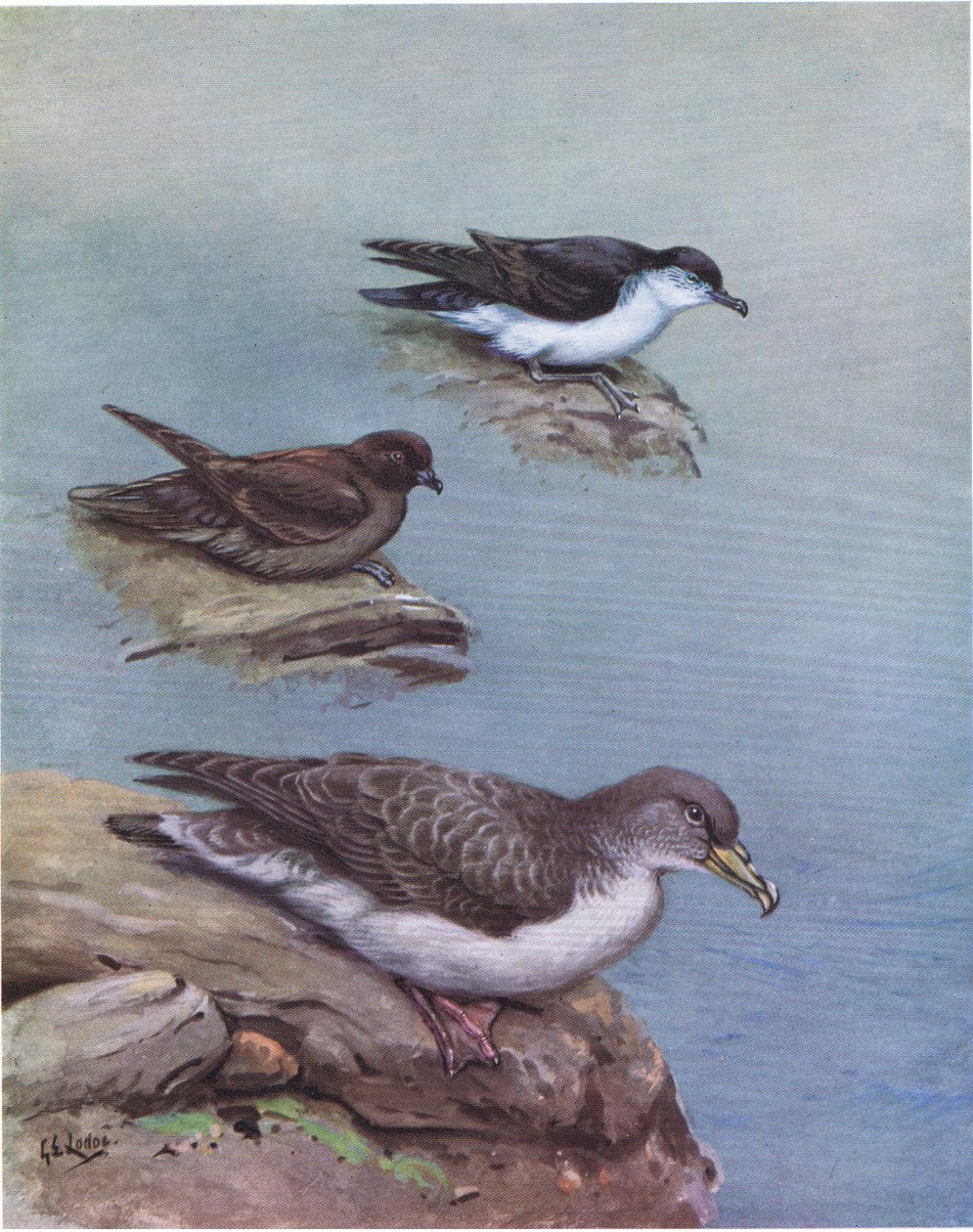 Puffin de Madère, Pétrel de Bulwer, Puffin de Cory ou Puffin de l