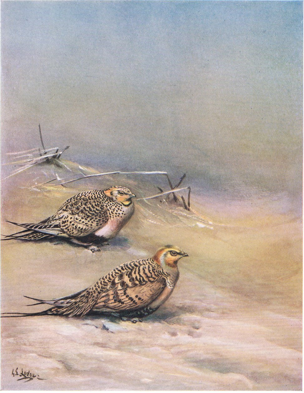 Gélinotte de Pallas (litho) - George Edward Lodge