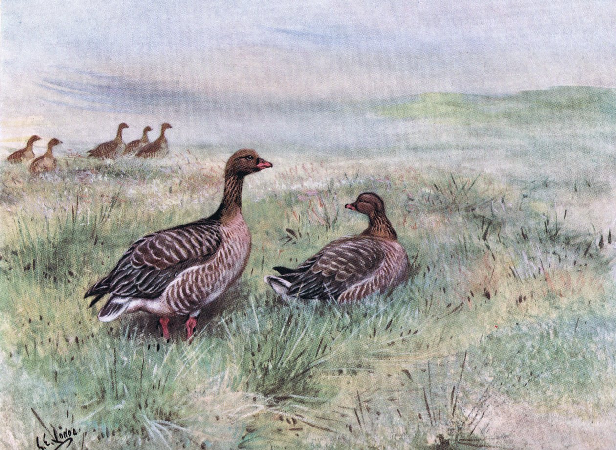 Oies à pieds roses (litho) - George Edward Lodge
