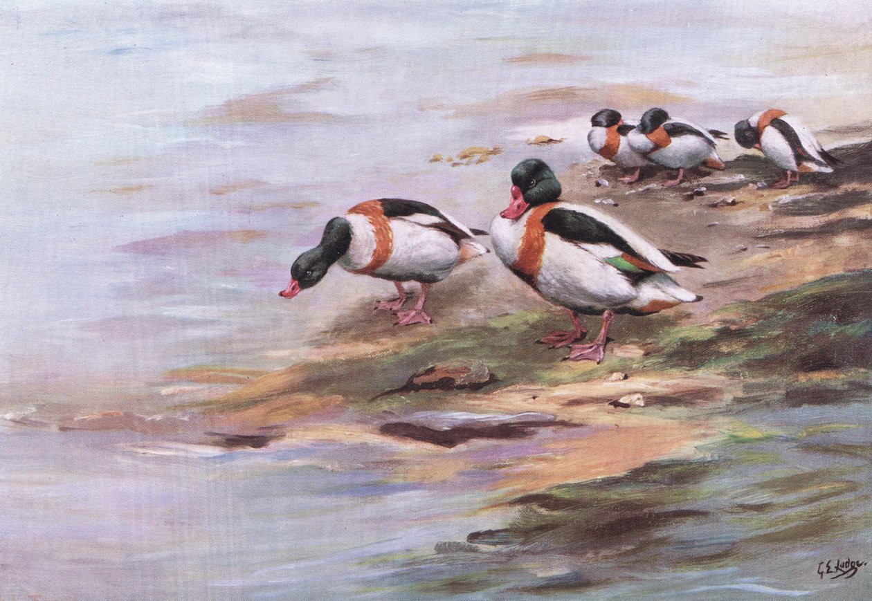 Canards de Sheld (lithographie) - George Edward Lodge