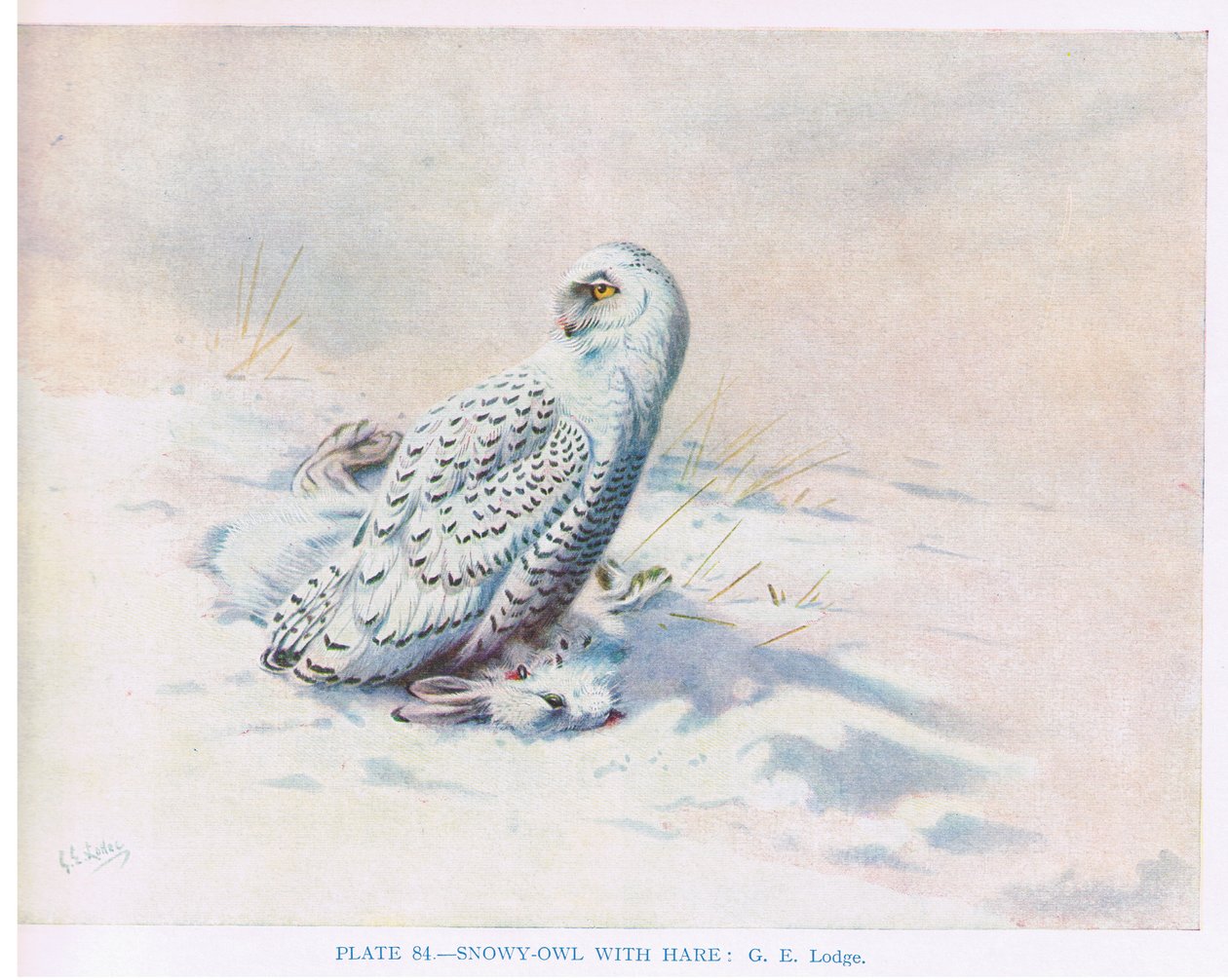 Harfang des neiges avec le lièvre, illustration tirée de "British Birds" par Kirkman  Jourdain - George Edward Lodge