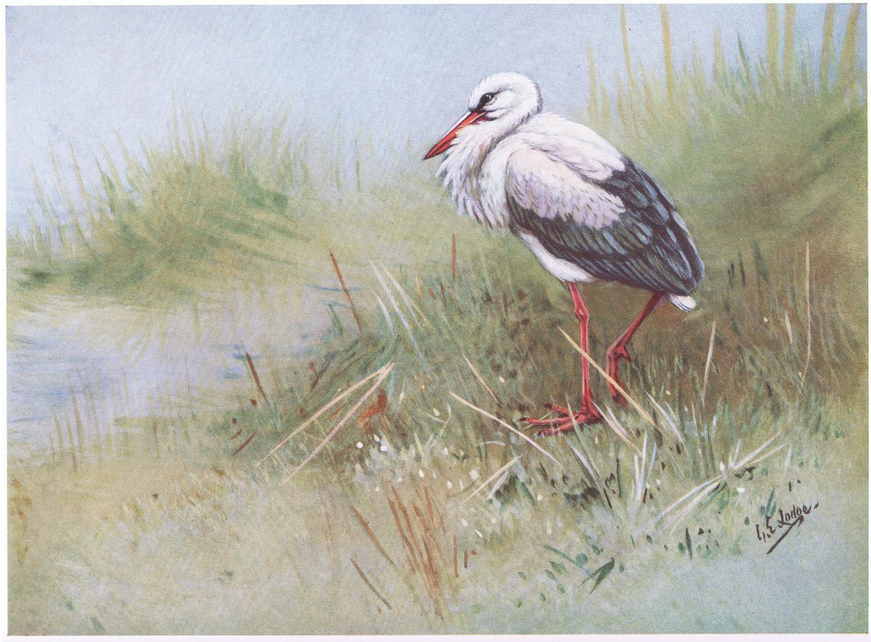 Cigogne blanche (litho) - George Edward Lodge