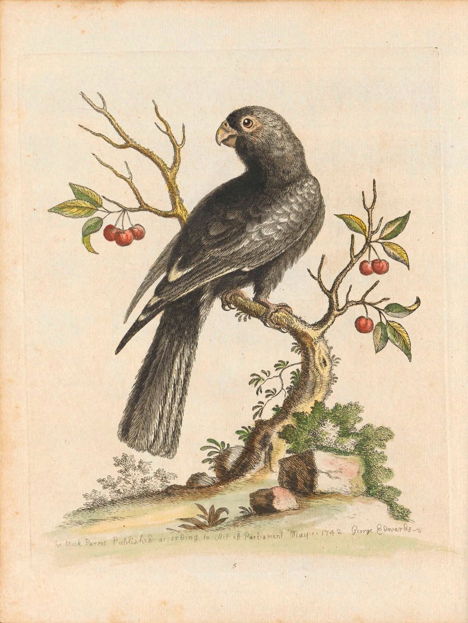 George Edwards, Oiseaux I Singapour Planche 5 - George Edwards