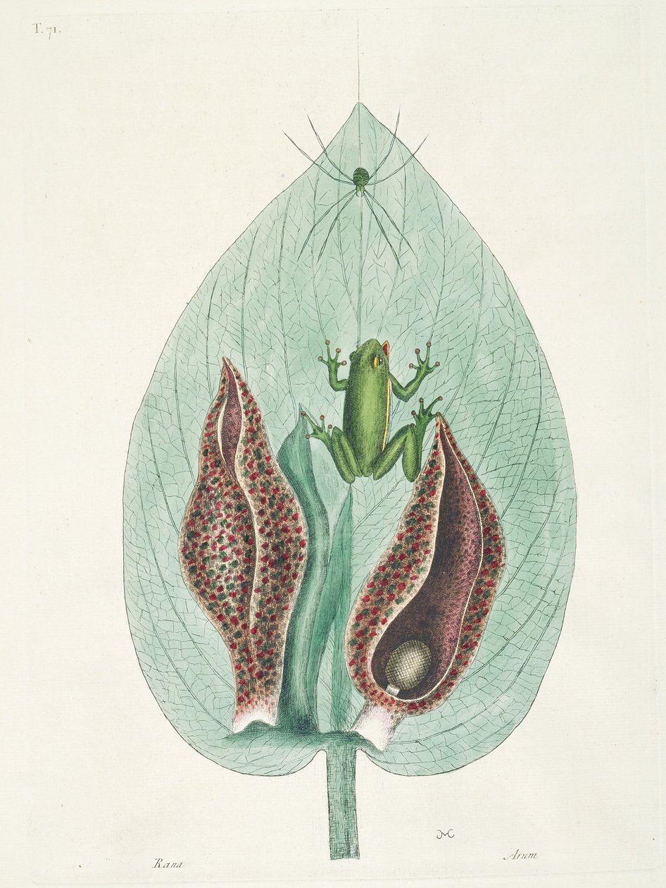 Grands et petits colibris du Surinam - George Edwards