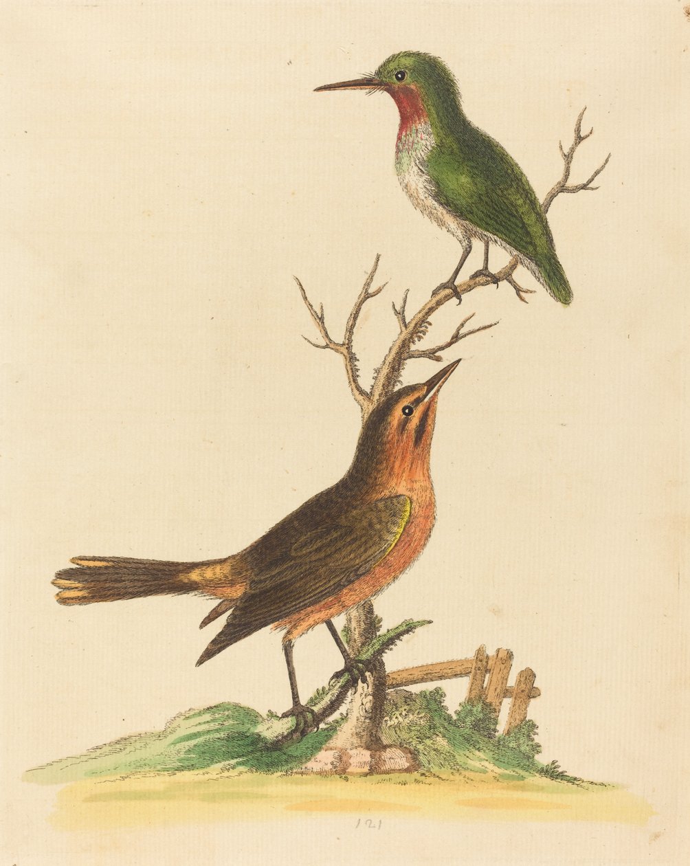 Oiseau vert à gorge rouge et oiseau brun et orange - George Edwards